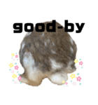 Rabbit. Holland Lop. (English)（個別スタンプ：25）
