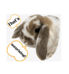Rabbit. Holland Lop. (English)（個別スタンプ：27）