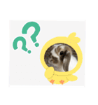 Rabbit. Holland Lop. (English)（個別スタンプ：28）
