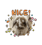 Rabbit. Holland Lop. (English)（個別スタンプ：30）
