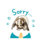 Rabbit. Holland Lop. (English)（個別スタンプ：32）