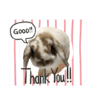 Rabbit. Holland Lop. (English)（個別スタンプ：33）