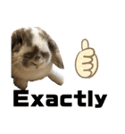 Rabbit. Holland Lop. (English)（個別スタンプ：34）