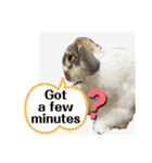 Rabbit. Holland Lop. (English)（個別スタンプ：35）