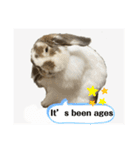 Rabbit. Holland Lop. (English)（個別スタンプ：36）