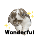 Rabbit. Holland Lop. (English)（個別スタンプ：37）