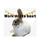 Rabbit. Holland Lop. (English)（個別スタンプ：38）