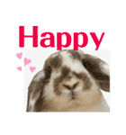 Rabbit. Holland Lop. (English)（個別スタンプ：39）