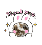 Rabbit. Holland Lop. (English)（個別スタンプ：40）