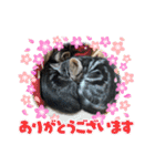 可愛い猫好き集まれ（個別スタンプ：2）