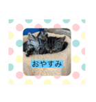 可愛い猫好き集まれ（個別スタンプ：6）