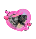 可愛い猫好き集まれ（個別スタンプ：11）