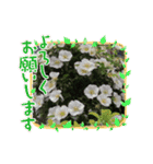 季節のお花たち 敬語（個別スタンプ：4）
