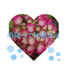 季節のお花たち 敬語（個別スタンプ：11）
