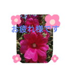 季節のお花たち 敬語（個別スタンプ：23）