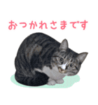 あちこちの猫2（個別スタンプ：12）