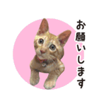 あちこちの猫2（個別スタンプ：15）