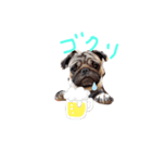ちくわ(パグ)の日常第3段（個別スタンプ：3）