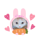 もなかねこスタンプ②スコテッシュ（個別スタンプ：1）