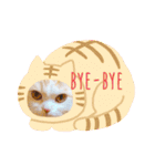 もなかねこスタンプ②スコテッシュ（個別スタンプ：2）