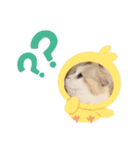 もなかねこスタンプ②スコテッシュ（個別スタンプ：3）