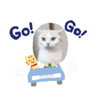 もなかねこスタンプ②スコテッシュ（個別スタンプ：4）