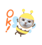 もなかねこスタンプ②スコテッシュ（個別スタンプ：6）