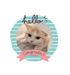 もなかねこスタンプ②スコテッシュ（個別スタンプ：10）