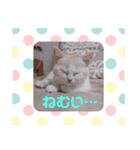もなかねこスタンプ②スコテッシュ（個別スタンプ：12）
