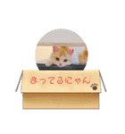 もなかねこスタンプ②スコテッシュ（個別スタンプ：13）