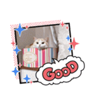 もなかねこスタンプ②スコテッシュ（個別スタンプ：15）