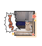 もなかねこスタンプ②スコテッシュ（個別スタンプ：16）