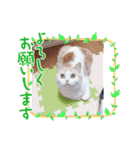 もなかねこスタンプ②スコテッシュ（個別スタンプ：17）