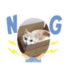 もなかねこスタンプ②スコテッシュ（個別スタンプ：18）