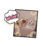 もなかねこスタンプ②スコテッシュ（個別スタンプ：20）