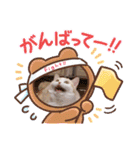 もなかねこスタンプ②スコテッシュ（個別スタンプ：21）