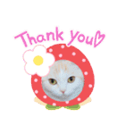 もなかねこスタンプ②スコテッシュ（個別スタンプ：23）