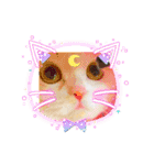 もなかねこスタンプ②スコテッシュ（個別スタンプ：24）