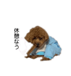 愛犬ことちゃん 2（個別スタンプ：1）