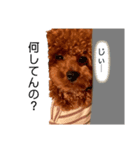 愛犬ことちゃん 2（個別スタンプ：2）