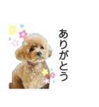 愛犬ことちゃん 2（個別スタンプ：3）
