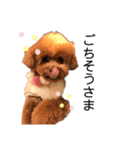 愛犬ことちゃん 2（個別スタンプ：5）