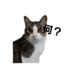 猫のトム。（個別スタンプ：1）