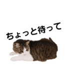 猫のトム。（個別スタンプ：3）