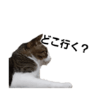 猫のトム。（個別スタンプ：4）