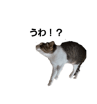 猫のトム。（個別スタンプ：7）