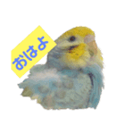 2羽のセキセイインコたち（個別スタンプ：1）
