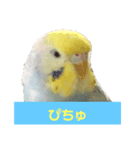 2羽のセキセイインコたち（個別スタンプ：2）