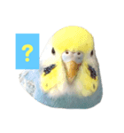 2羽のセキセイインコたち（個別スタンプ：3）
