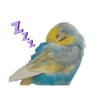 2羽のセキセイインコたち（個別スタンプ：4）